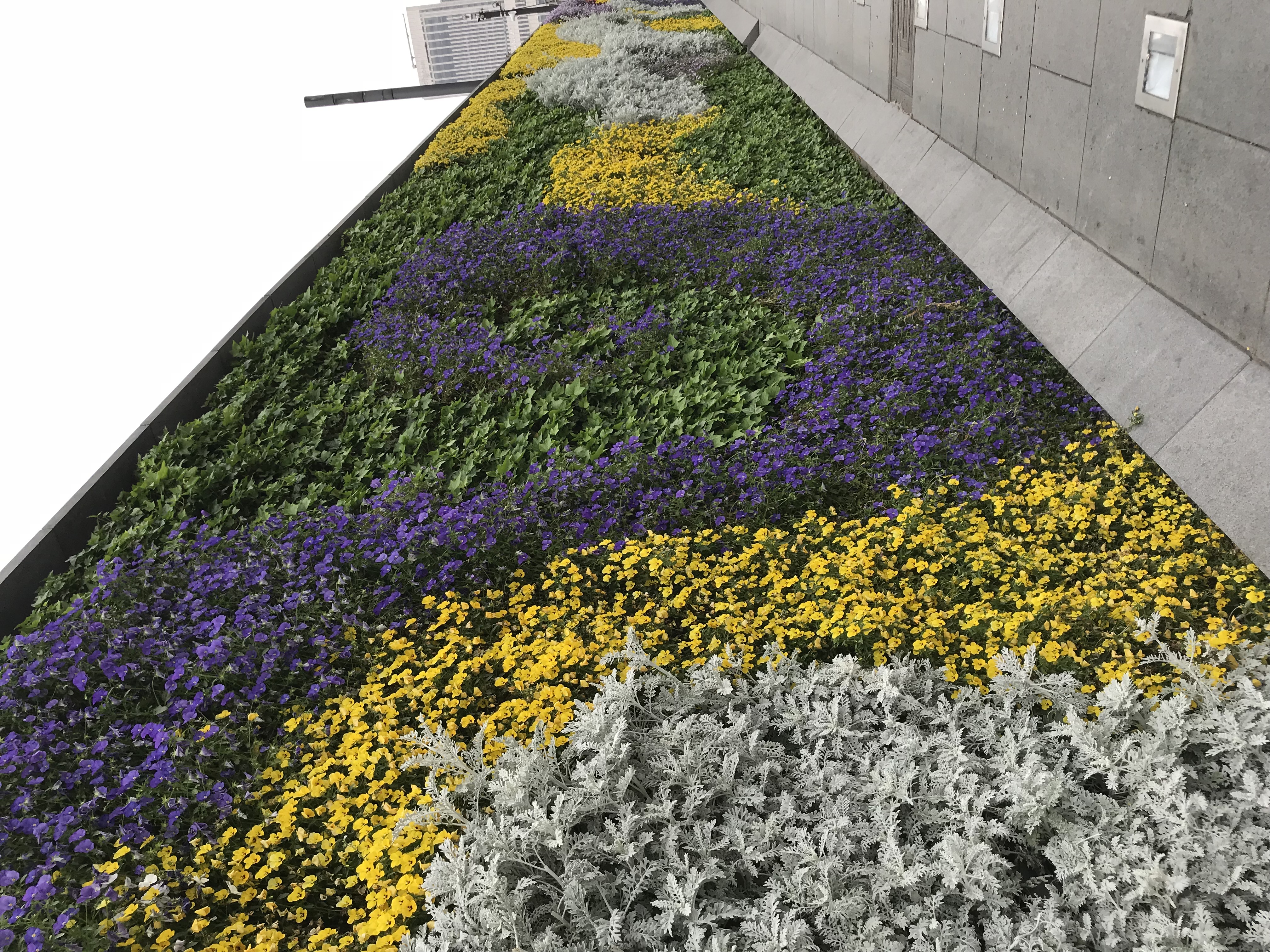 ./2018/03 - Viking China/22 - Shanghai Day 1/IMG_9772.JPG